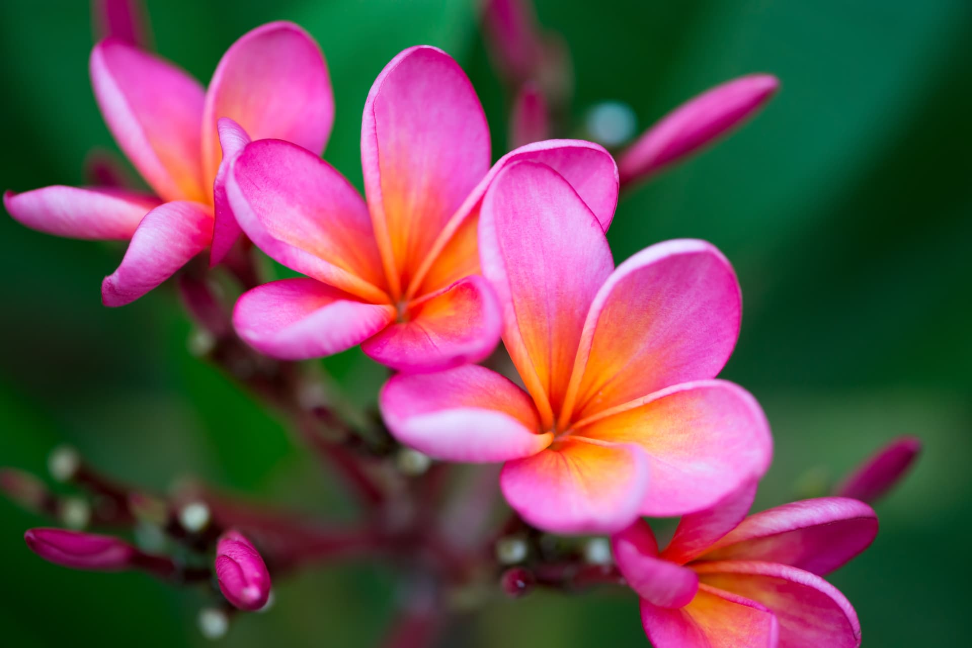 Vibrant pink plumeria flowers with orange centers against soft green foliage