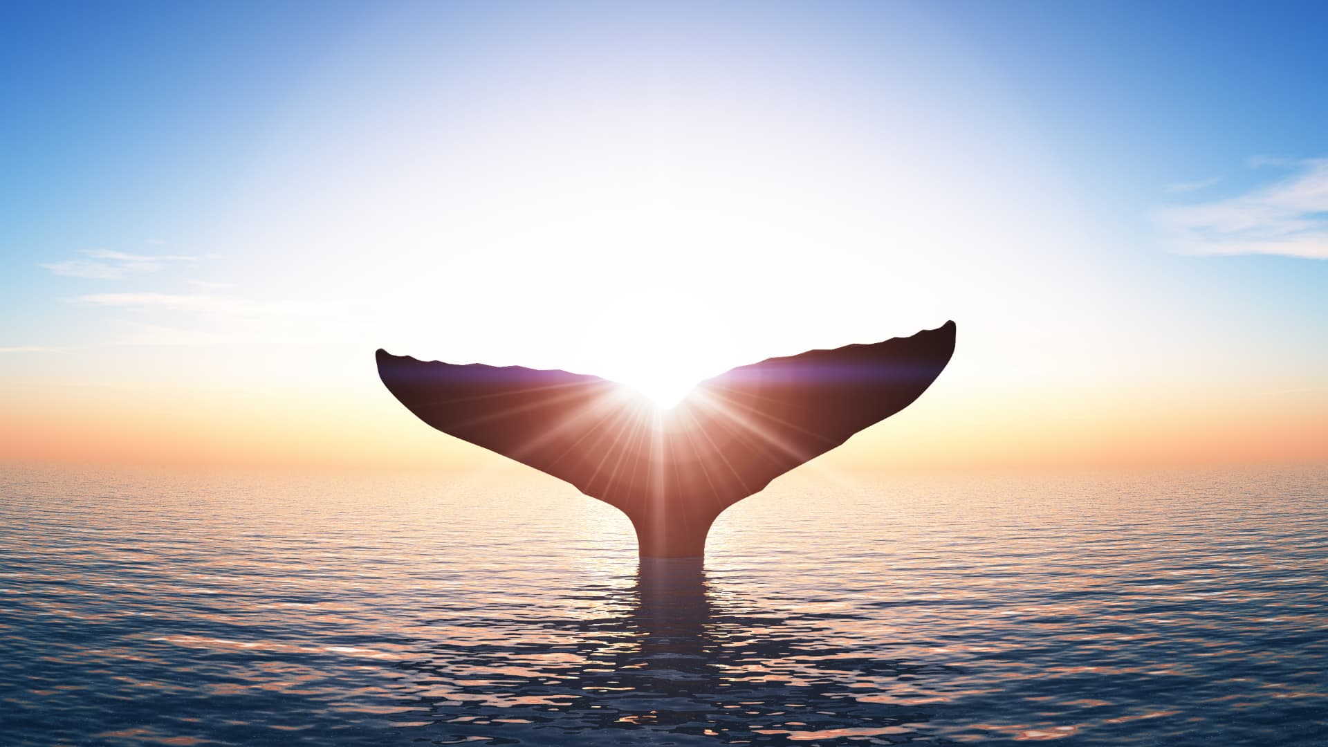 A whale tail rising from a calm ocean at sunset