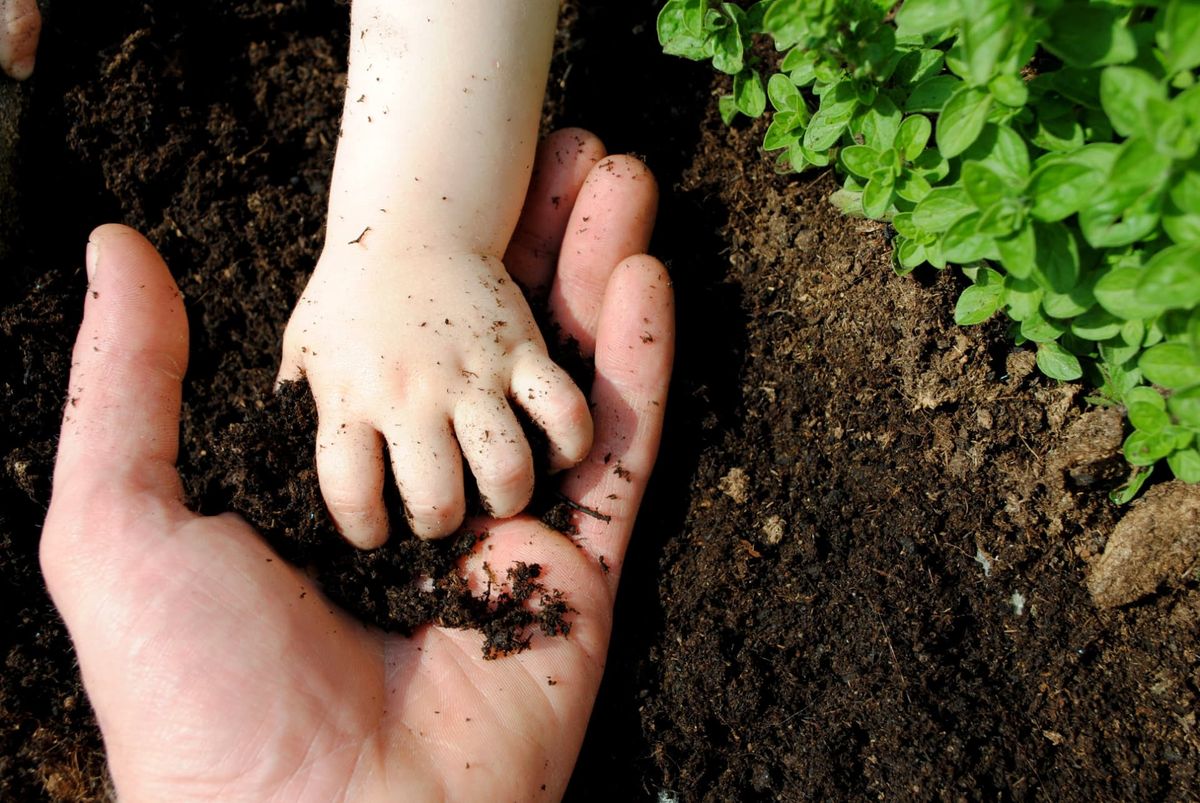 Hands cupping rich dark soil with a young green seedling